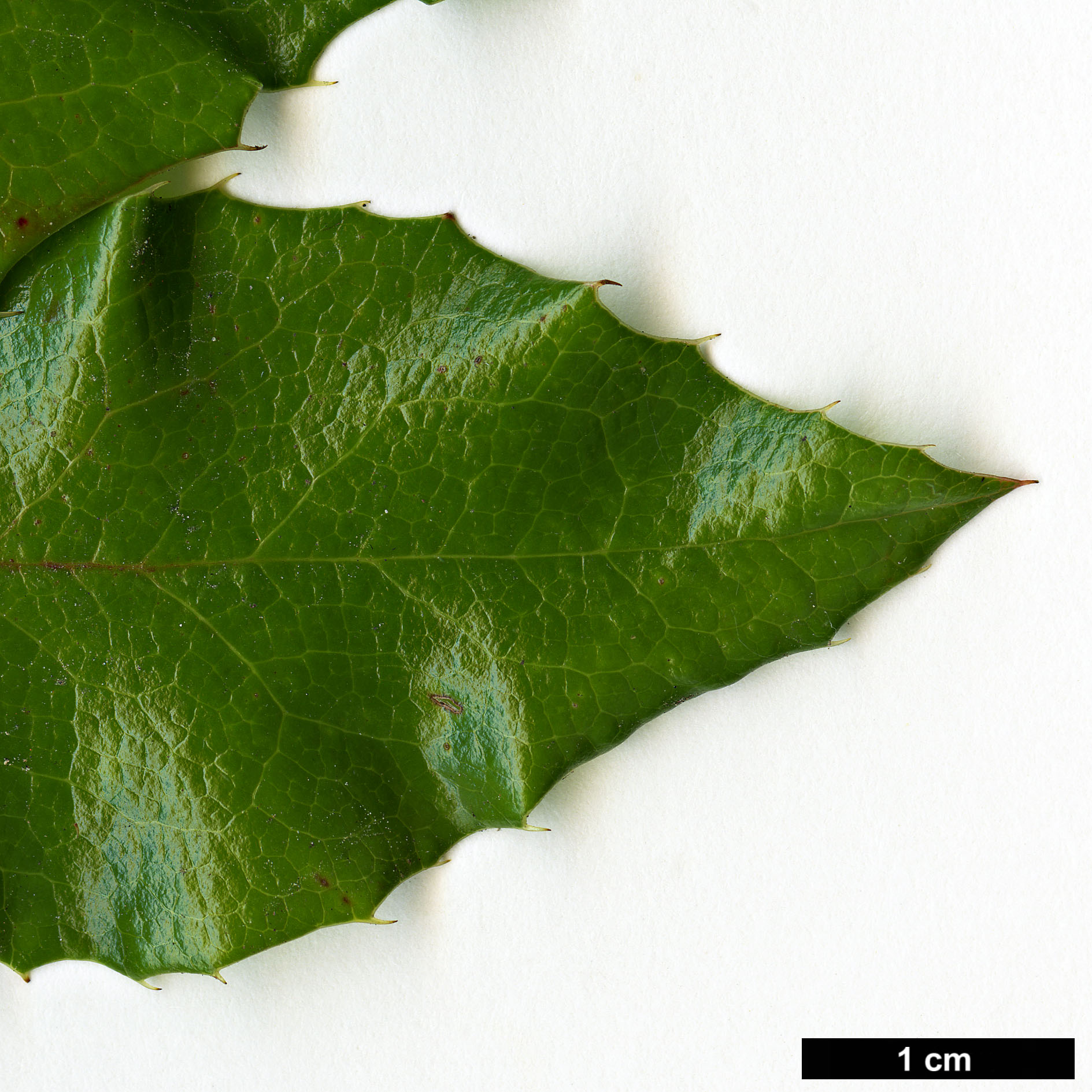 High resolution image: Family: Berberidaceae - Genus: Mahonia - Taxon: ×wagneri - SpeciesSub: 'Undulata' (M.aquifolium × M.pinnata)